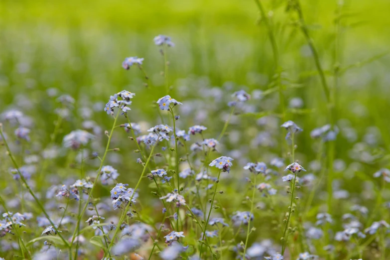 closeup of blue flowers growing in a field