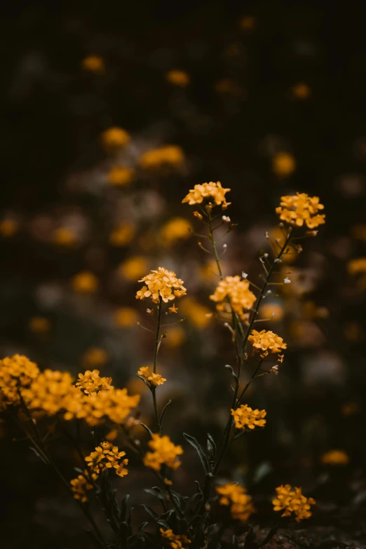 a flower is shown in a black and yellow color