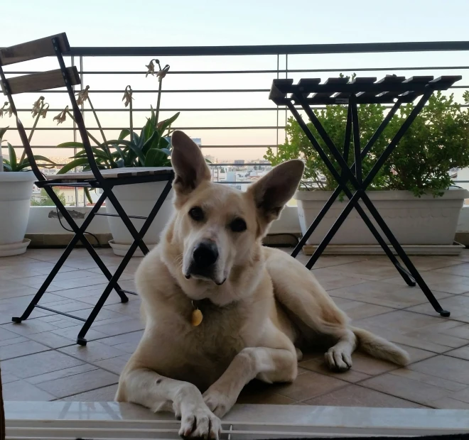 an image of a dog laying down with the light on