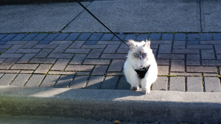 a cat walking on the sidewalk outside on leash