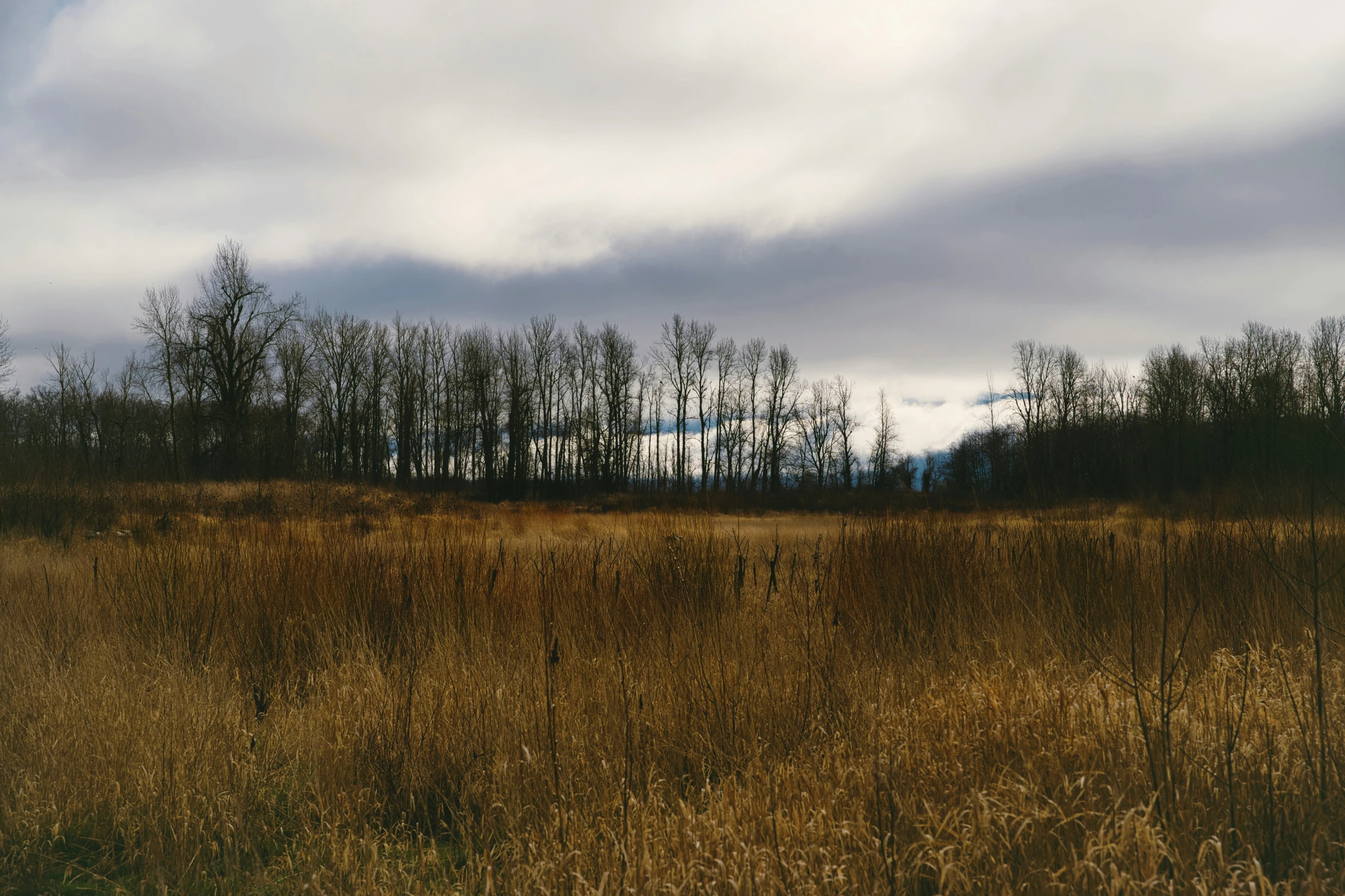 a field that has some kind of grass and trees