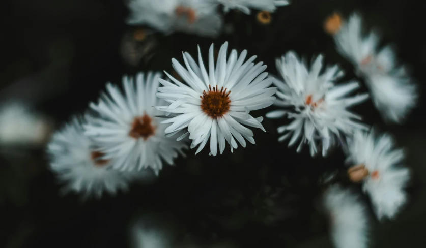 a group of flowers that are next to each other