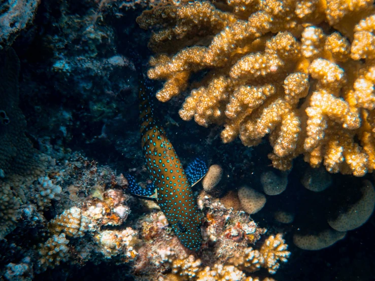 a small blue fish is among corals and other items