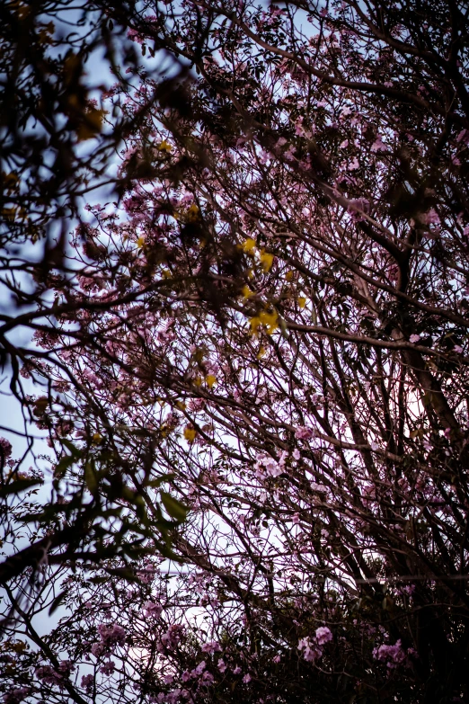 a po of an umbrella sticking out of the tree