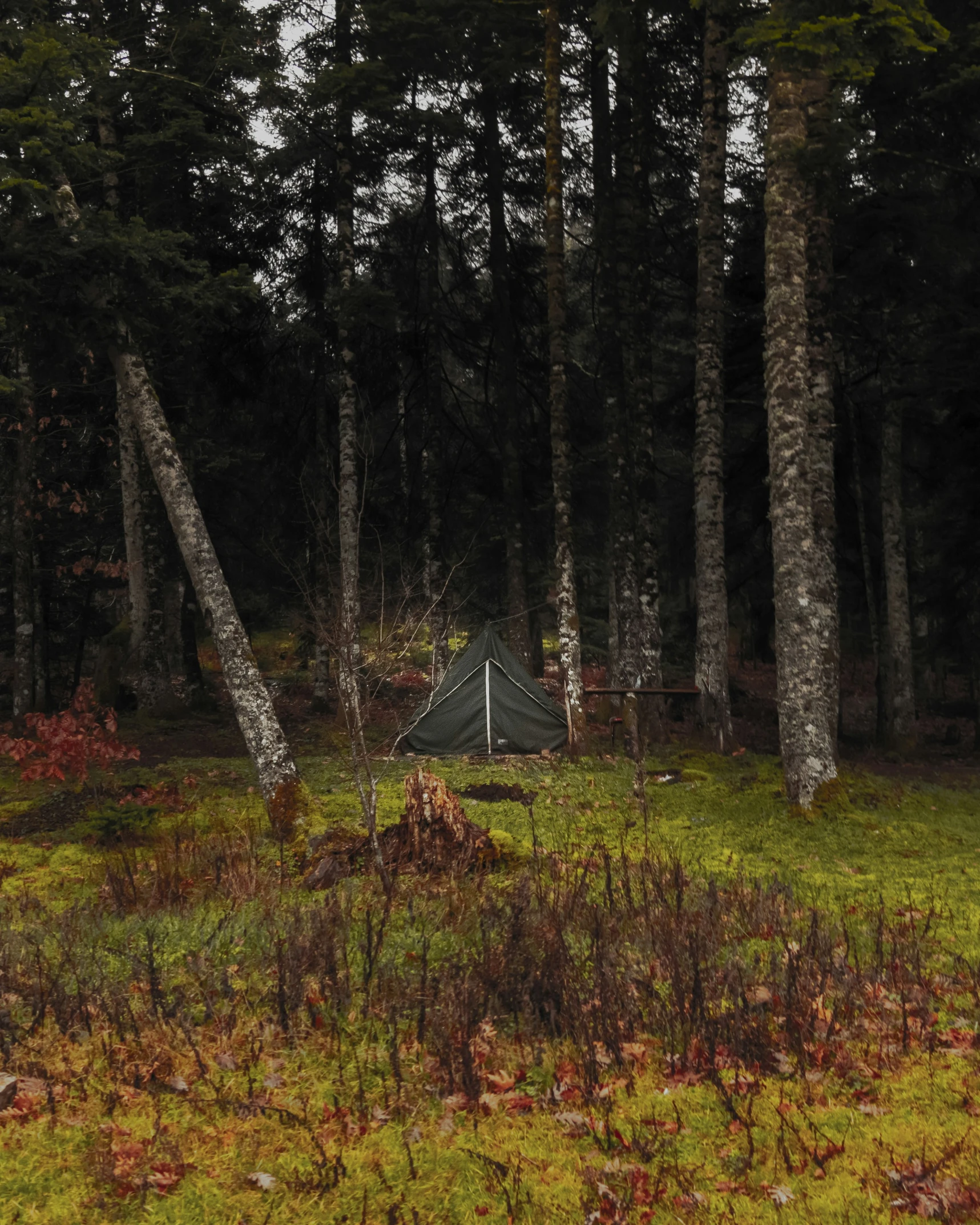 the small tent is on the ground next to a tree