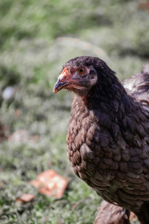 a very big cute chicken on a grassy area