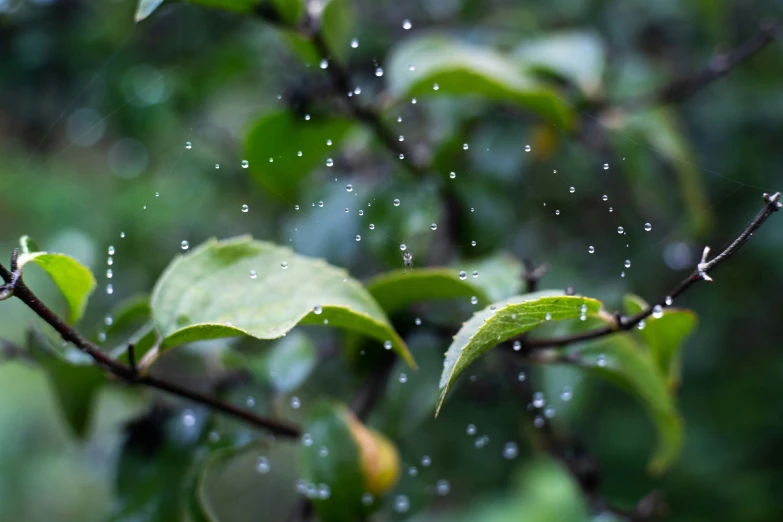 water drops are on the leaves of a tree