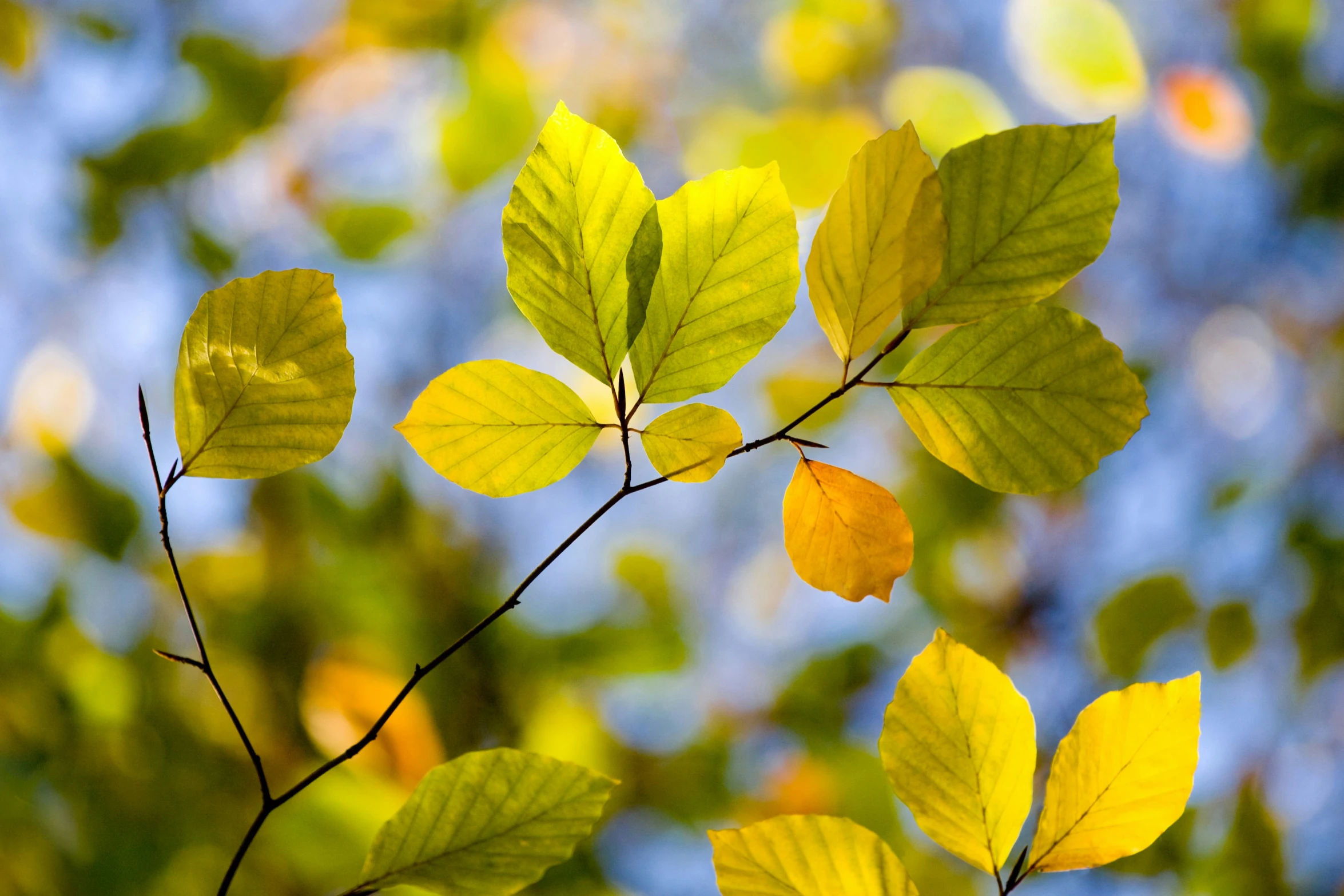 an image of a bunch of leaves