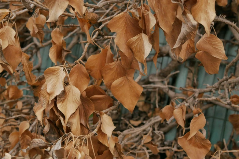 a tree is displaying some brown leaves