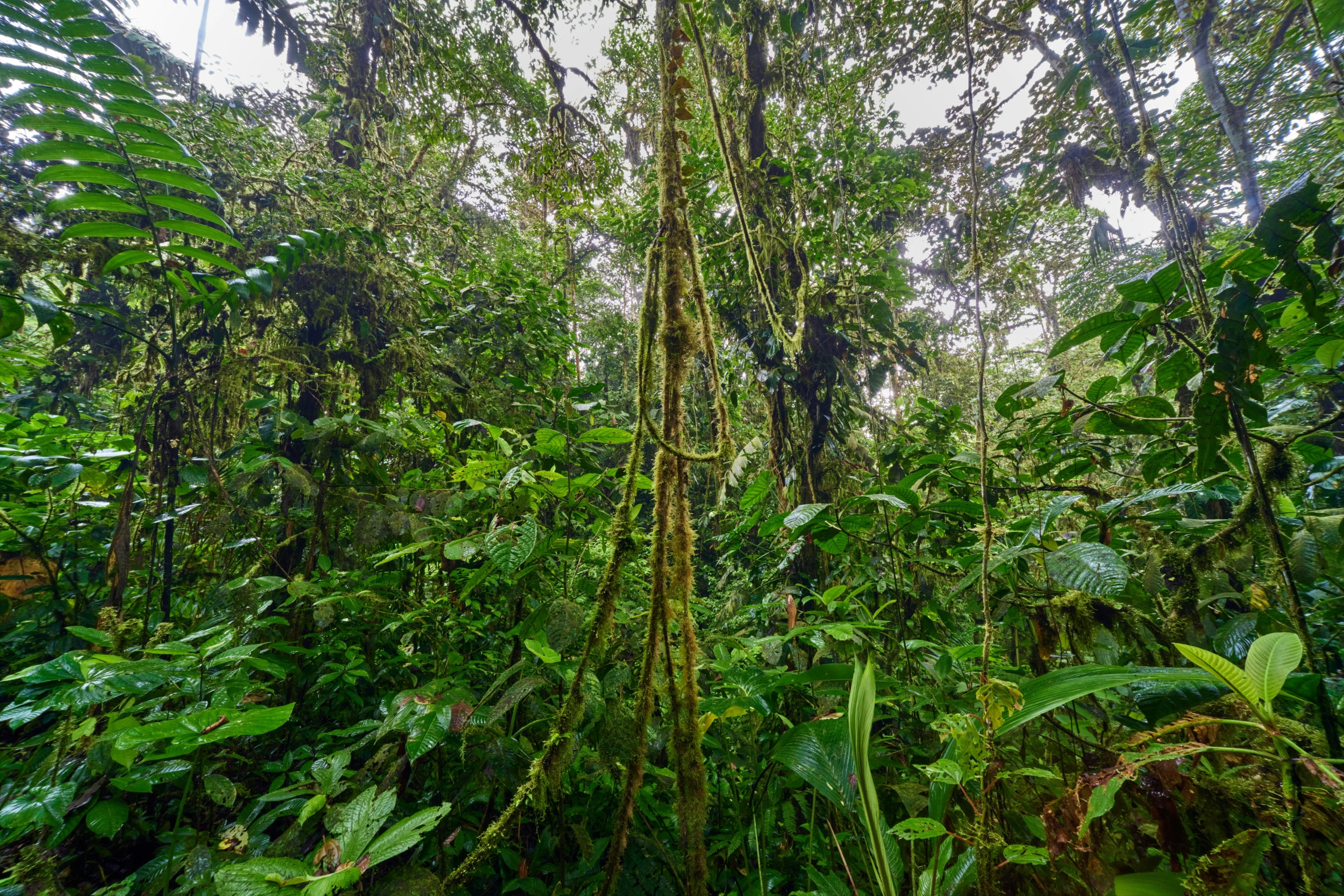 a tree that is growing in the woods