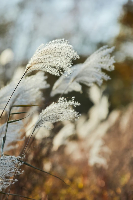 grass in the field, some very fuzzy looking plants