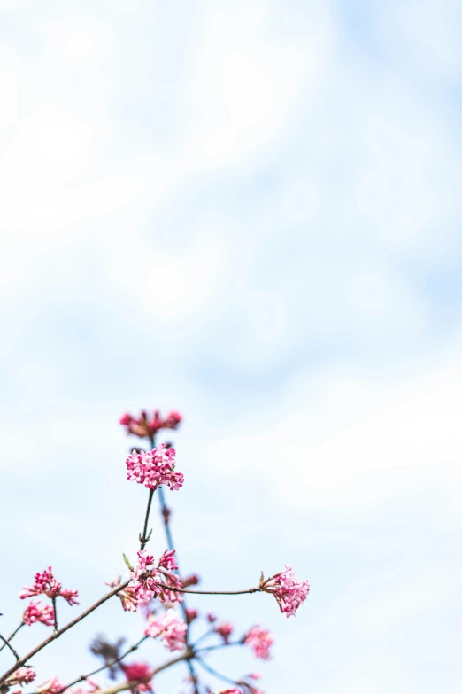 a bird perched on top of a tree with lots of pink flowers