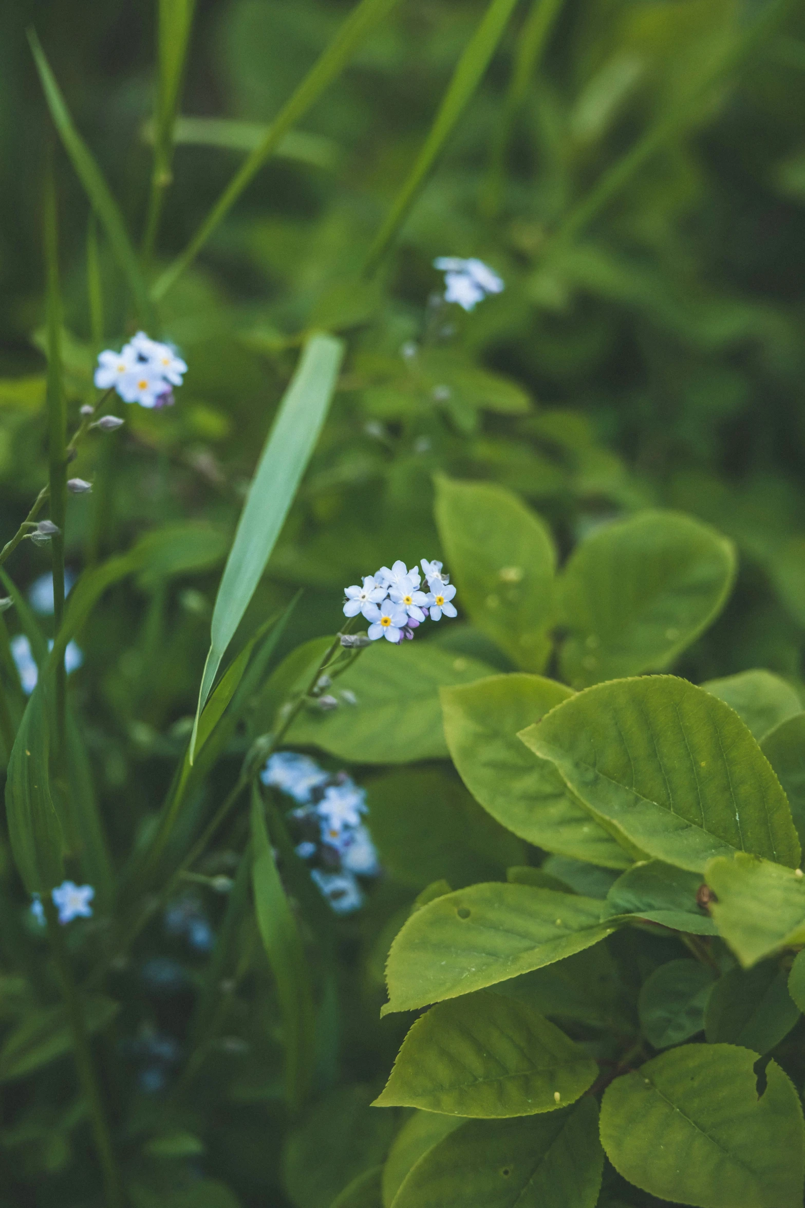 flowers growing in a field of grass and blue berries