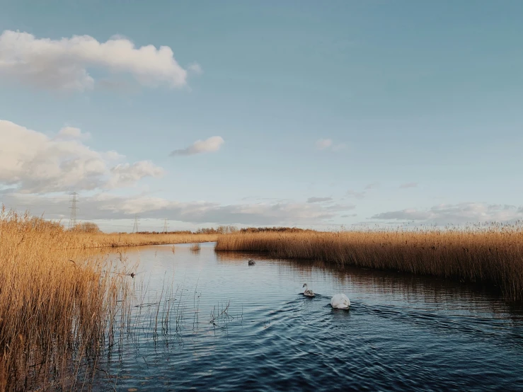 three swans in a lake surrounded by tall grasses