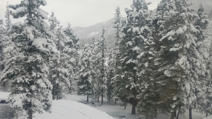 several trees that are covered with snow and sitting in the middle of a road