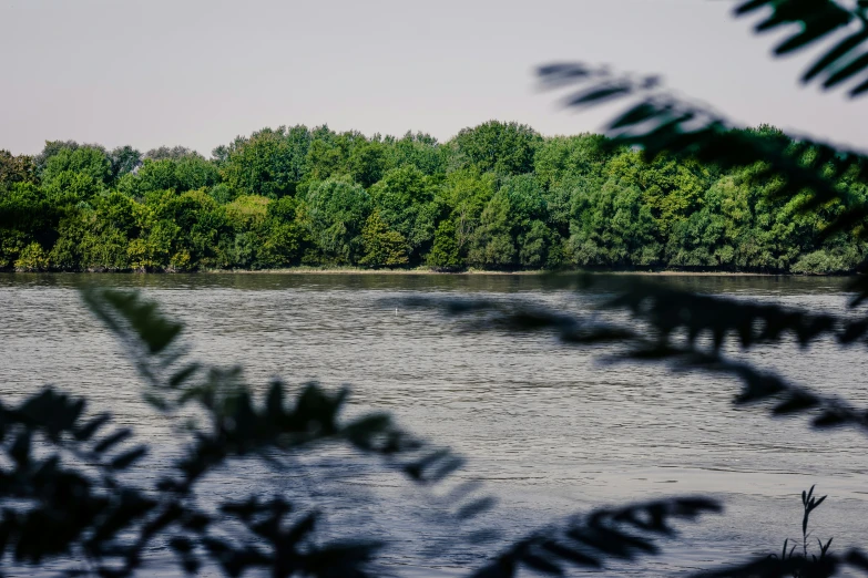 a body of water surrounded by trees