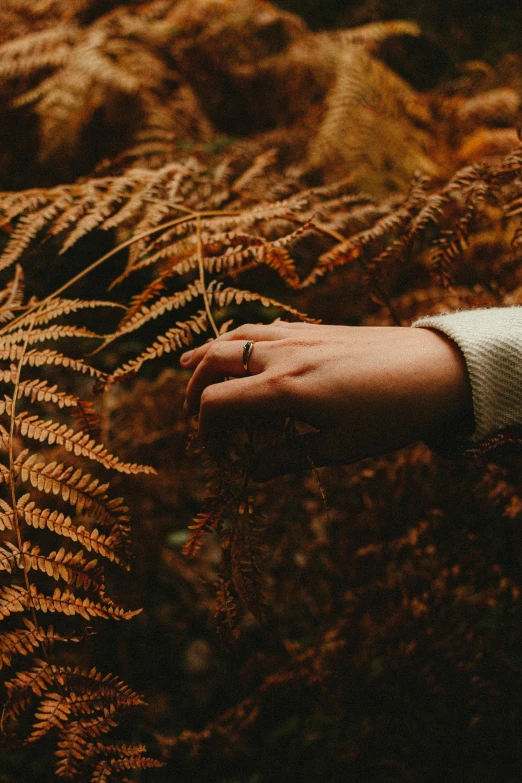 a womans hand touching an old plant in the woods