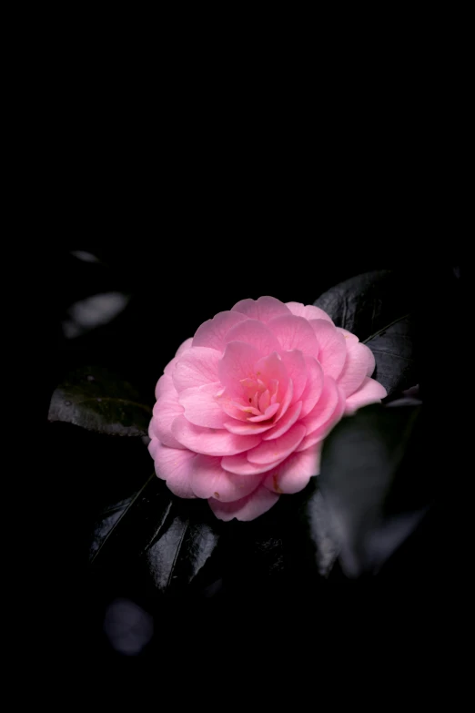 the flower is being displayed against a black background