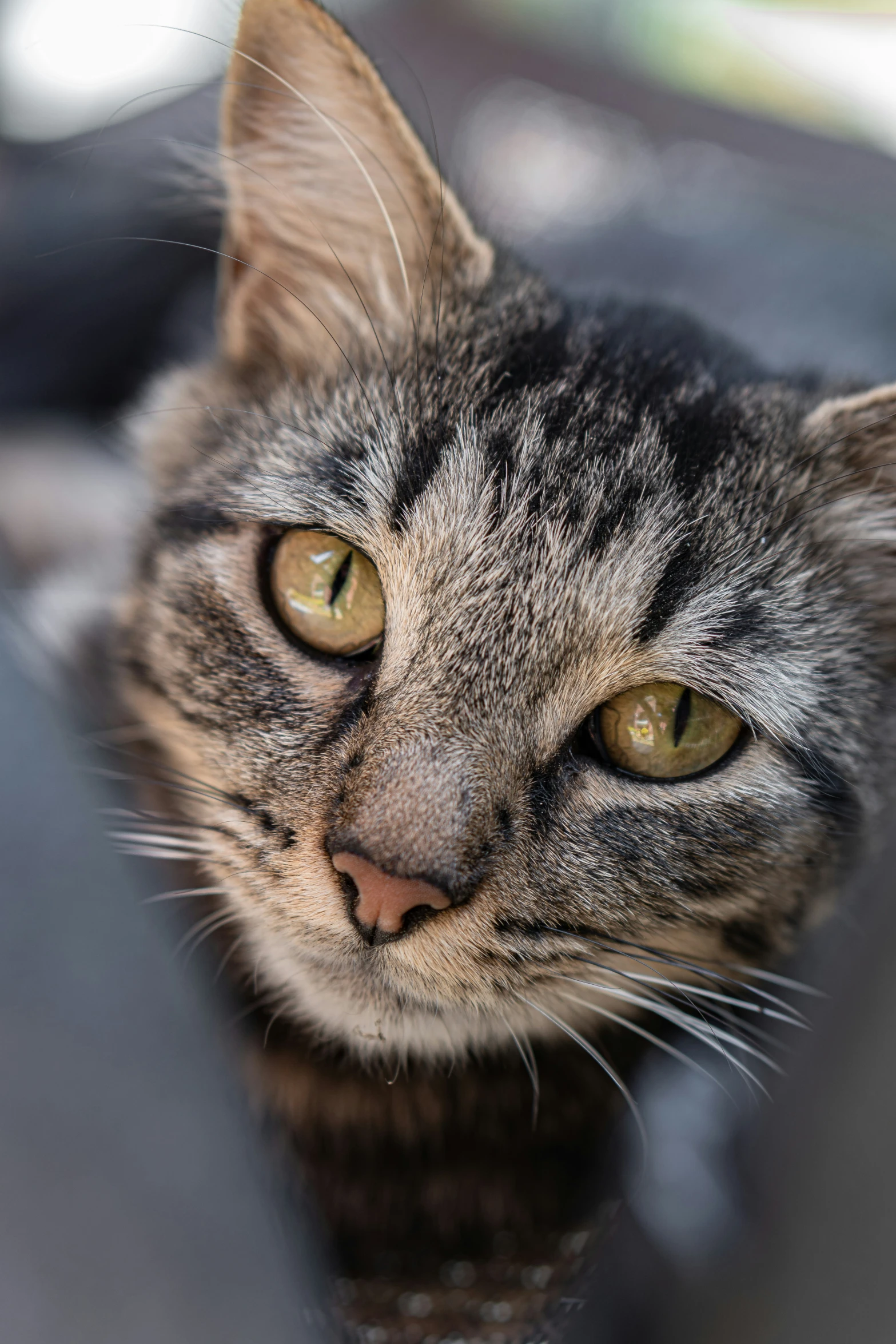 a cat is looking up from behind a piece of wood