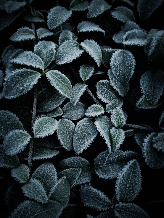 frost covered leaves that are in the dark