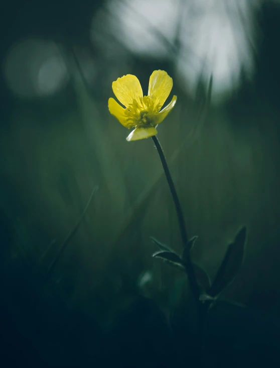 a yellow flower on top of a grass field