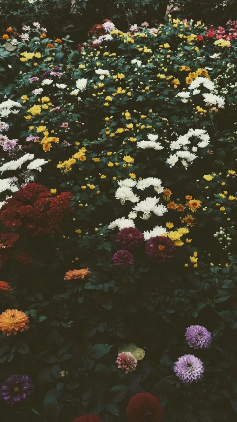 an image of a field full of colorful flowers