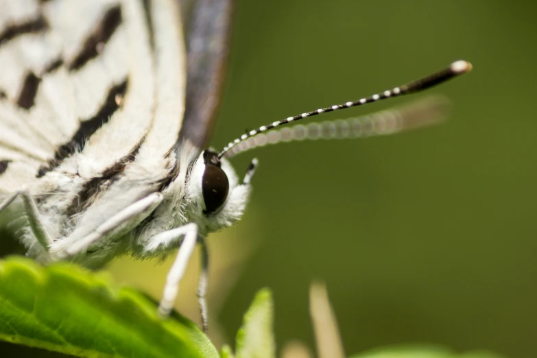 a large erfly with very small wings sits on a leaf