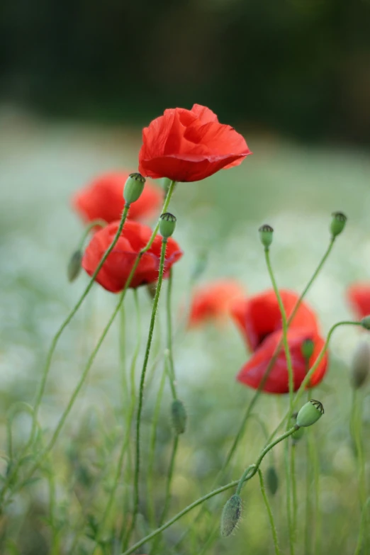 red flowers and green stems in an open field