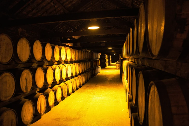 wine barrels lined up in a dimly lit winery