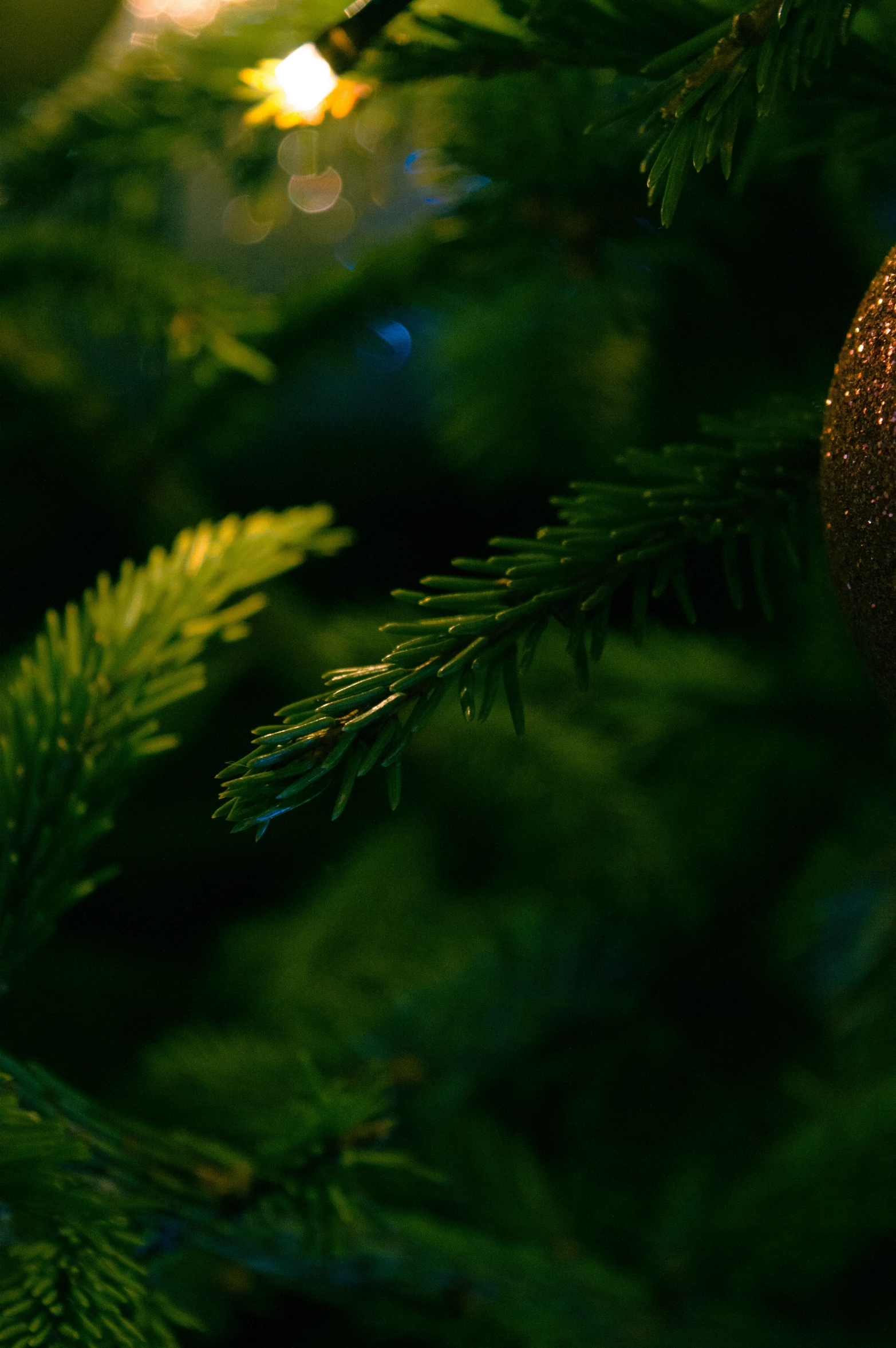 a close up view of a tree with ornaments