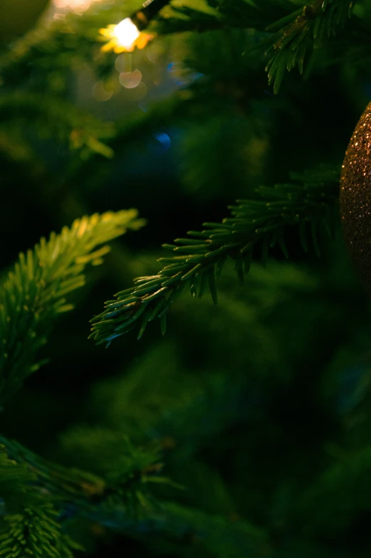 a close up view of a tree with ornaments