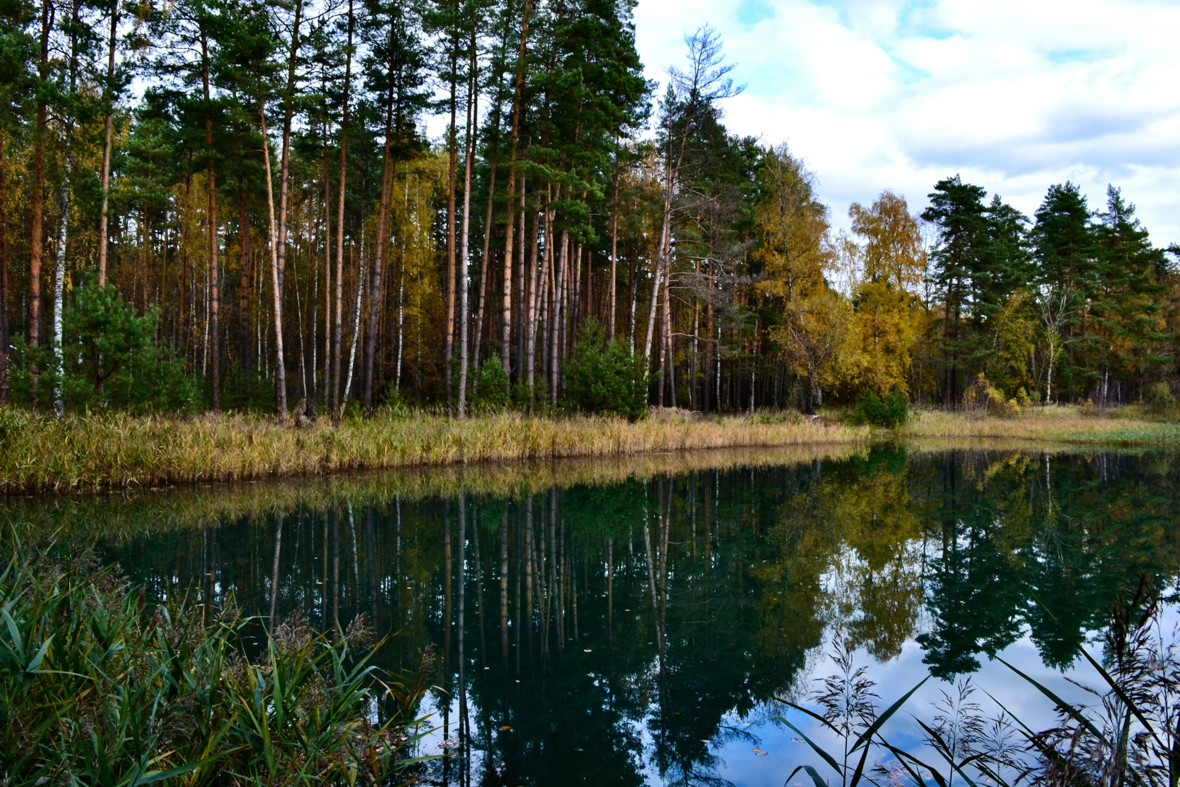 the lake in front of a forest with some tall trees on both sides