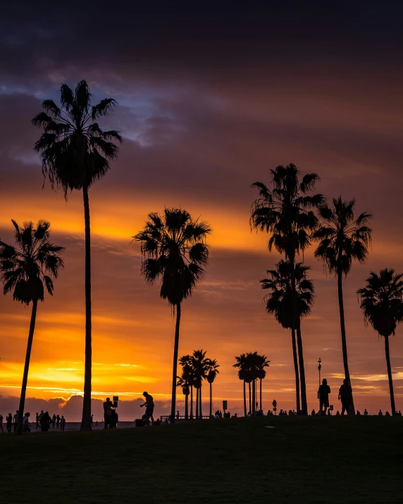 a sunset scene with a group of palm trees in the foreground