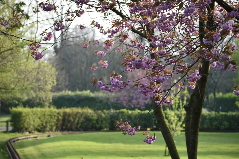 a purple tree with purple blossoms in a grassy area