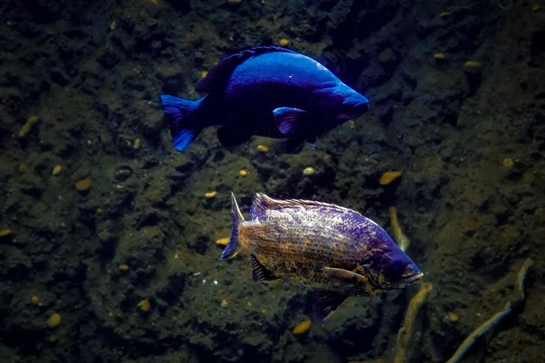 a fish swimming in the water next to a turtle