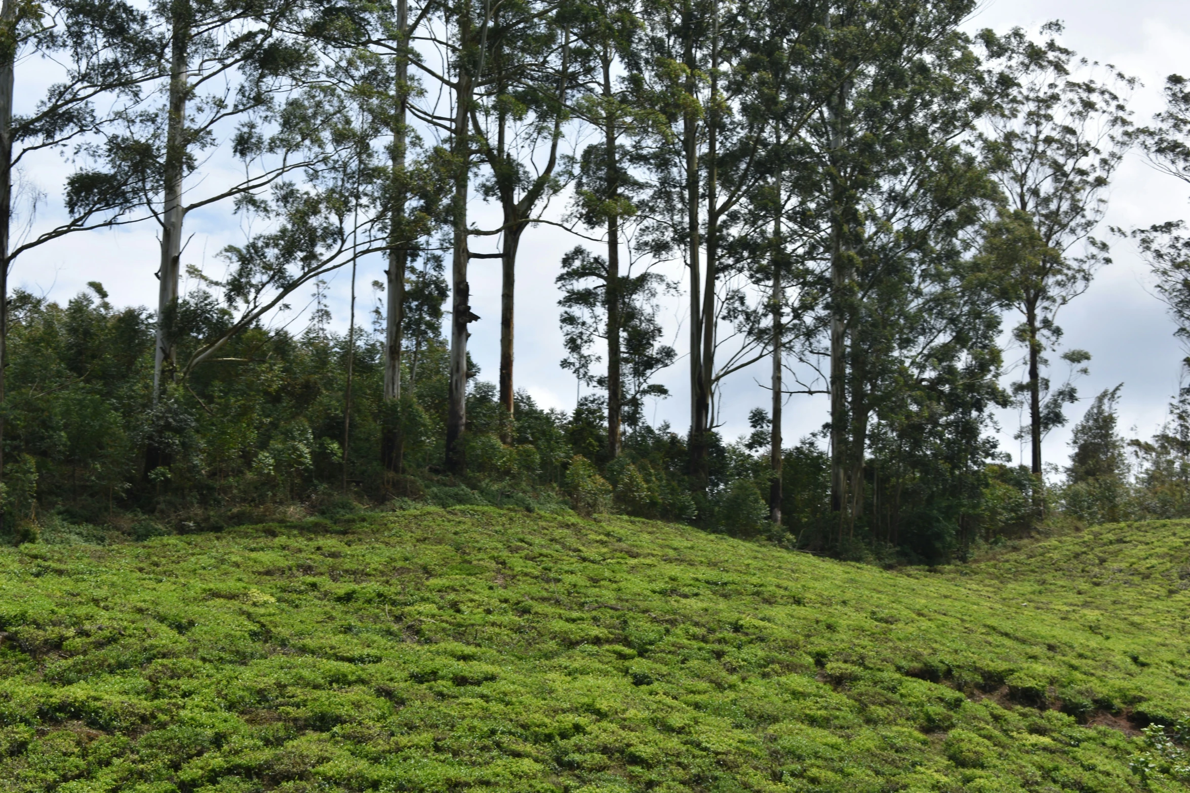 a large hill with a number of trees near by