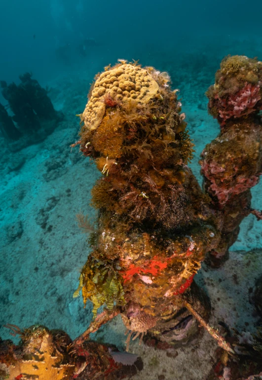 a large piece of metal and shells are sitting on a reef