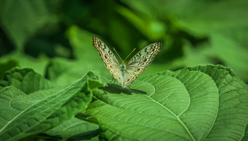 a brown and white erfly perched on top of green leaves