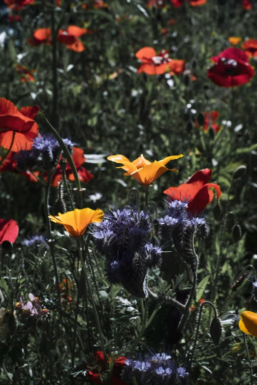 a field of flowers with some bright colors