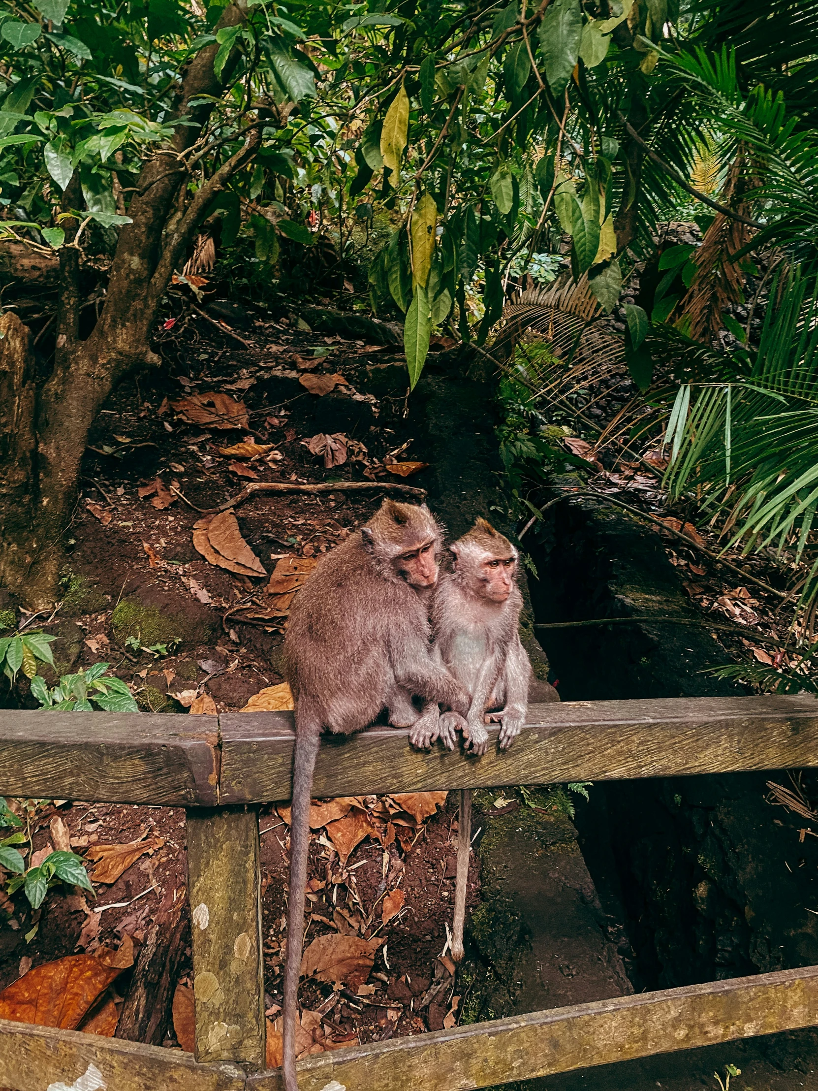 two monkeys sitting on the top of a fence