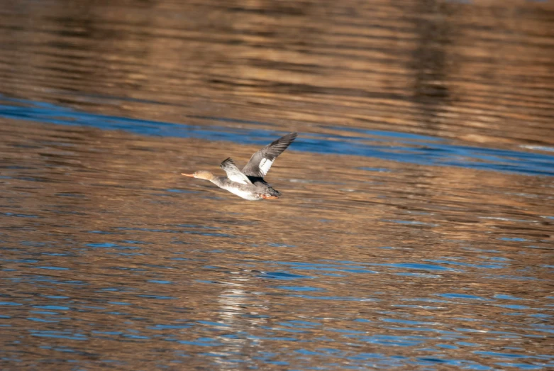 a bird flying over a lake filled with water