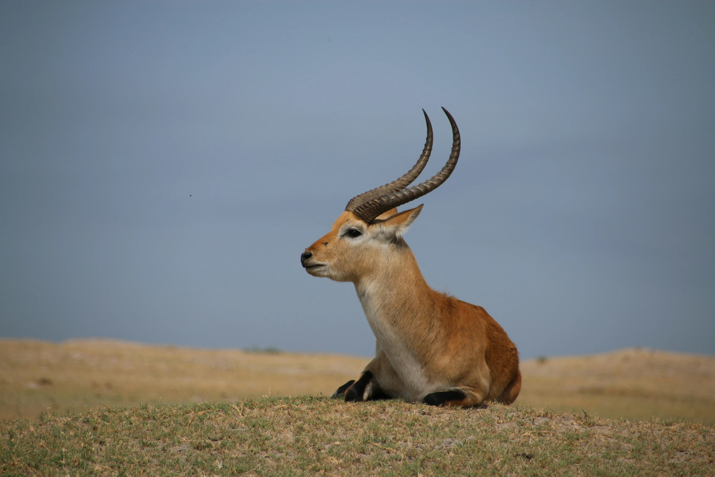 an antelope with large horns sits on the ground