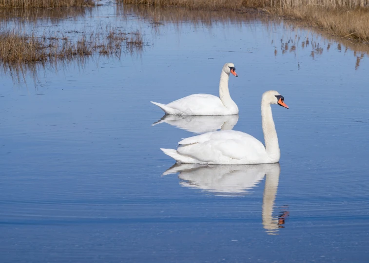 two swans are swimming in the water near grass