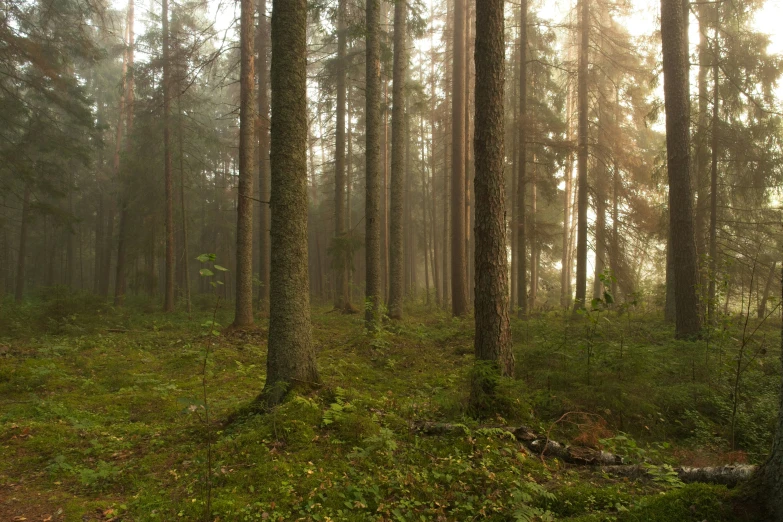 the sun is shining through the fog in a forest