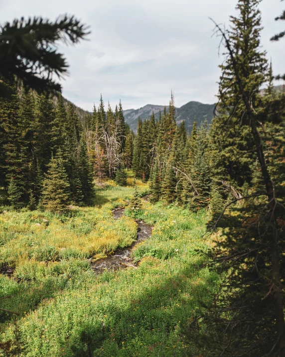 trees line the trail to the top of a mountain