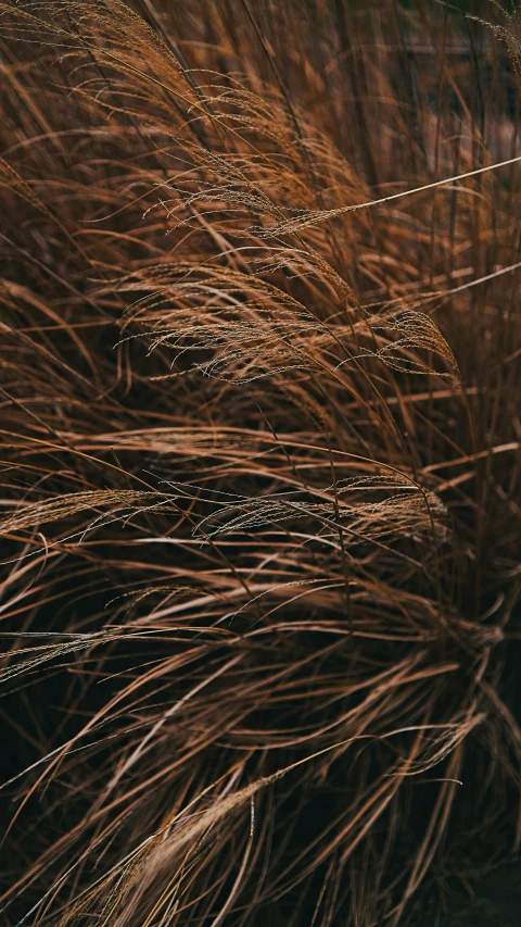 close up of some very long thin brown grass