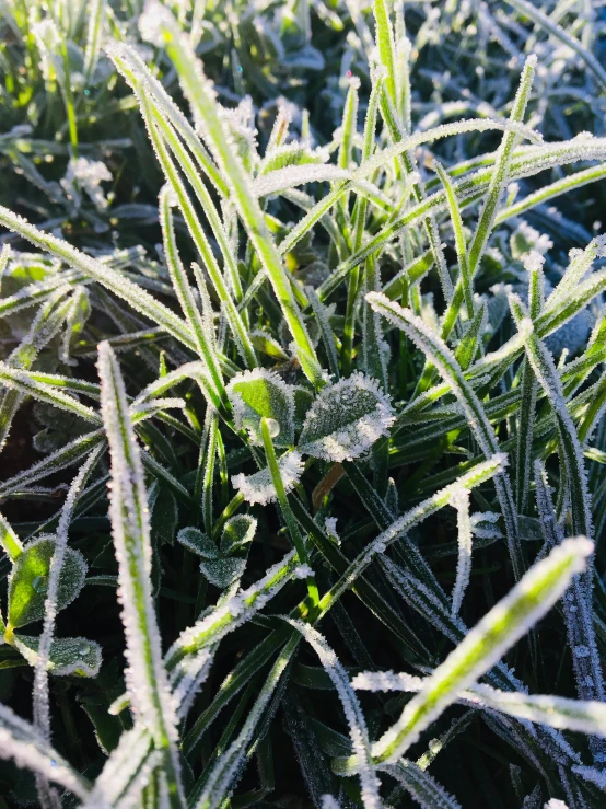 ice crystals covering the green leaves of grass