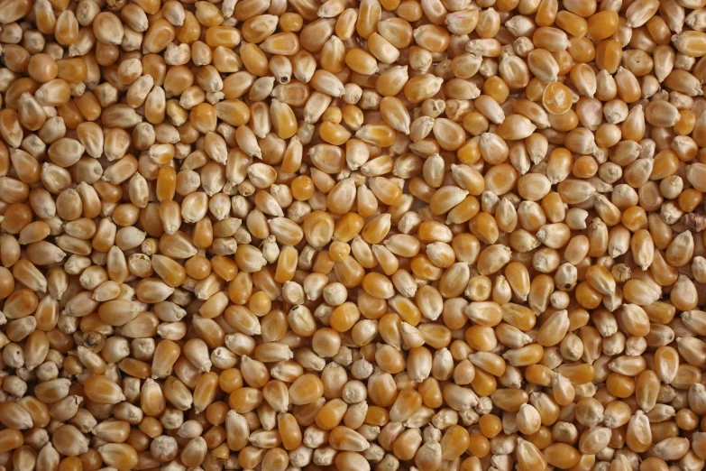 a group of grains gathered together on a table