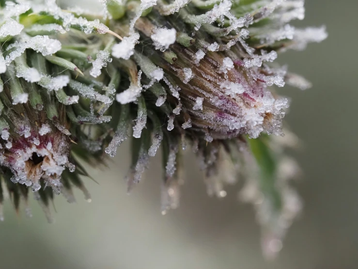 a bunch of small plants with frost on it