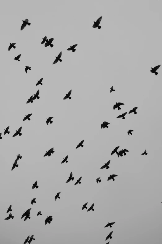 a flock of birds flying against a cloudy sky